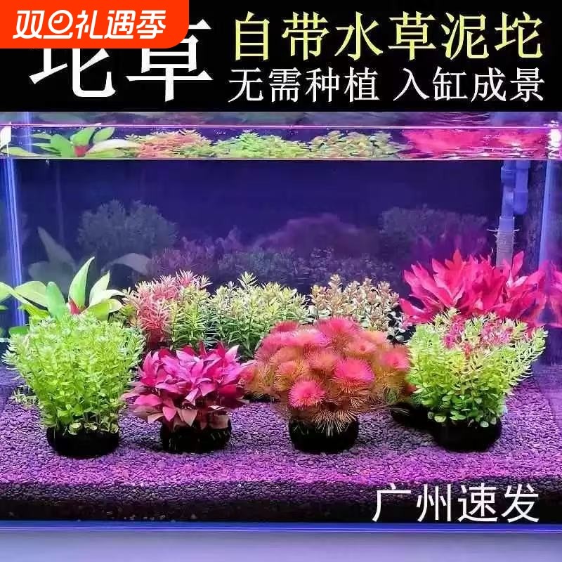 鱼缸造景坨草水草专用植物阴性水培真水草好养活懒人鱼缸好养活