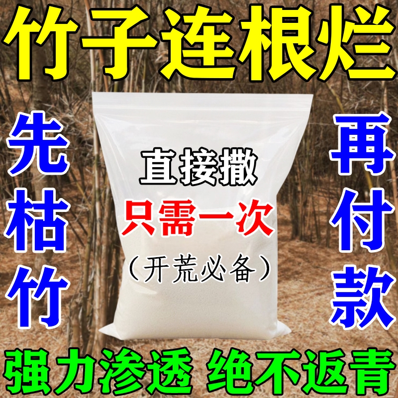 除烂根竹子好评榜第一