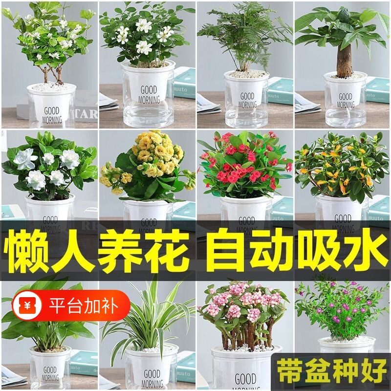 绿萝花卉桌面办公室盆栽小绿植水培室内多肉植物净化空气长寿花
