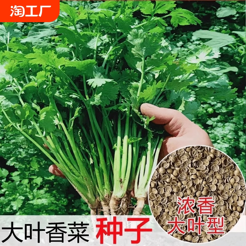 大叶香菜种子四季种植蔬菜种子菜籽阳台花盆菜孑番茄辣椒白萝卜