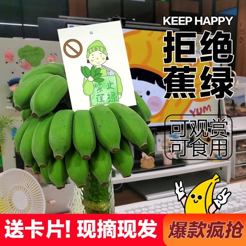 【禁止蕉绿】送卡片广西小米香蕉带杆芭蕉新鲜水果软糯整把小香蕉