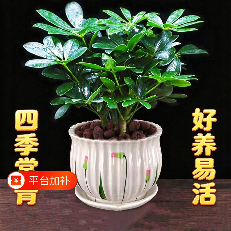 鸭脚木盆栽绿植植物室内花水培绿萝四季常青好养发财树客厅陶瓷
