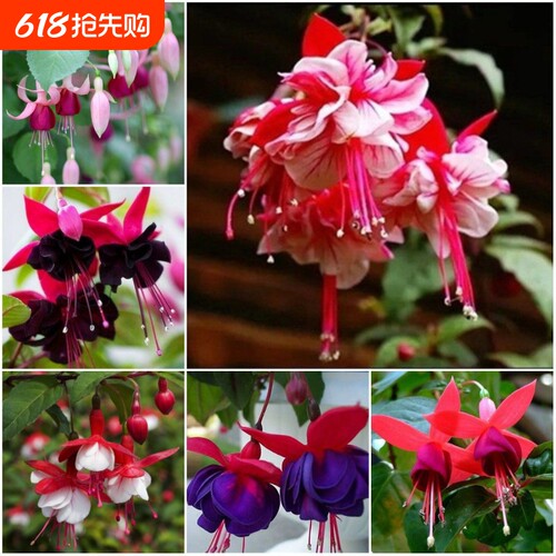 灯笼花花种子倒挂金钟爬藤垂吊室内盆栽香草植物四季播种花卉种子