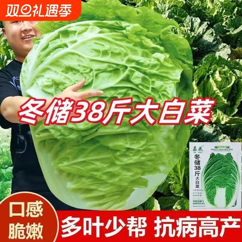 冬储38斤大白菜种子山东大白菜种籽包心白菜种子抗病高产多叶白菜