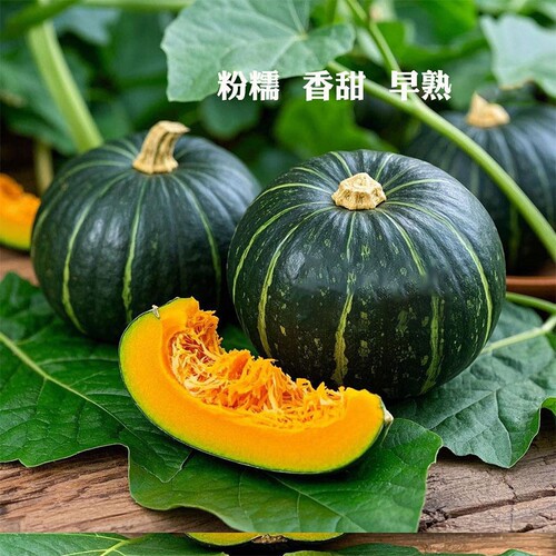 正宗贝贝南瓜甜板栗小南瓜