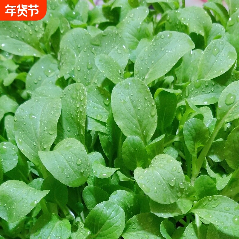 鸡毛菜种子种籽四季小白菜青菜上海青蔬菜菜籽菜种孑大全籽种奶油
