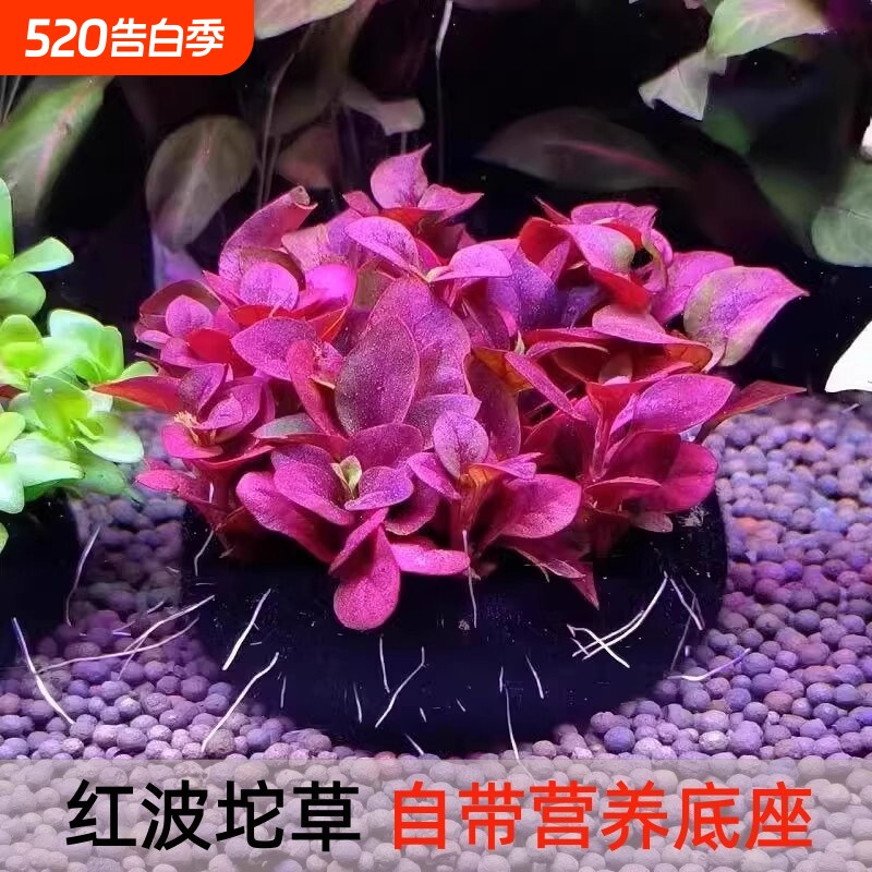 红波坨草营养底座鱼缸造景躲避水草绿波红色阴性新手淡水草增氧