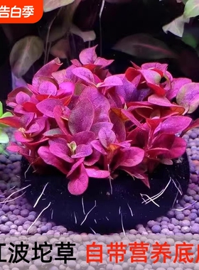 红波坨草营养底座鱼缸造景躲避水草绿波红色阴性新手淡水草增氧