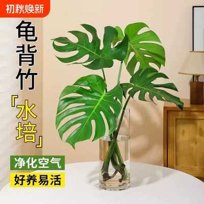 龟背竹水培老桩大叶桌面水养绿植物高级感客厅四季好养易活除甲醛