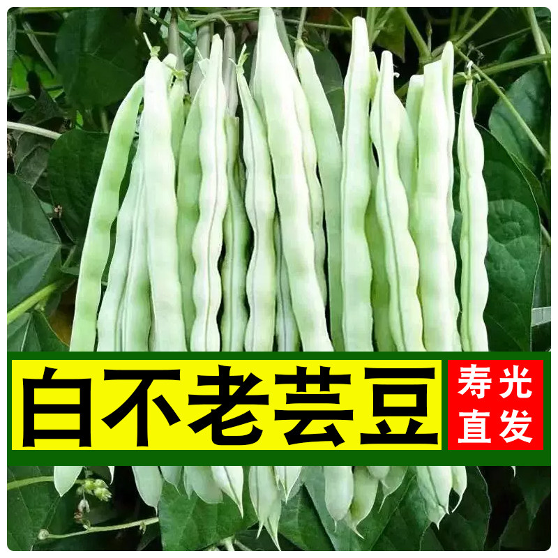 白芸豆豆角四季菜豆蔬菜新鲜白不老芸豆菜豆角新鲜产地直发包邮,水产肉类/新鲜蔬果/熟食,菜豆/芸豆/油豆角,淘宝优惠券,粉丝福利购,淘宝优惠卷