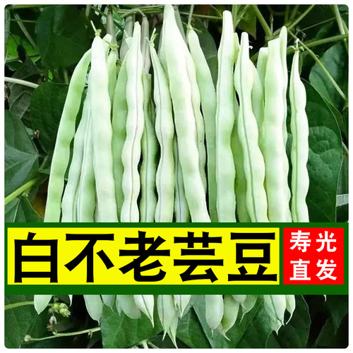 白芸豆新鲜产地直发包邮