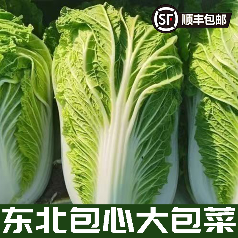 发顺丰东北大白菜整棵发货黄心包心白菜25年应季冬储菜可做酸菜