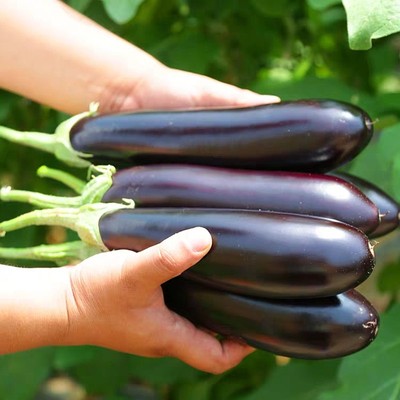 新鲜紫皮茄子9斤当季现摘农家