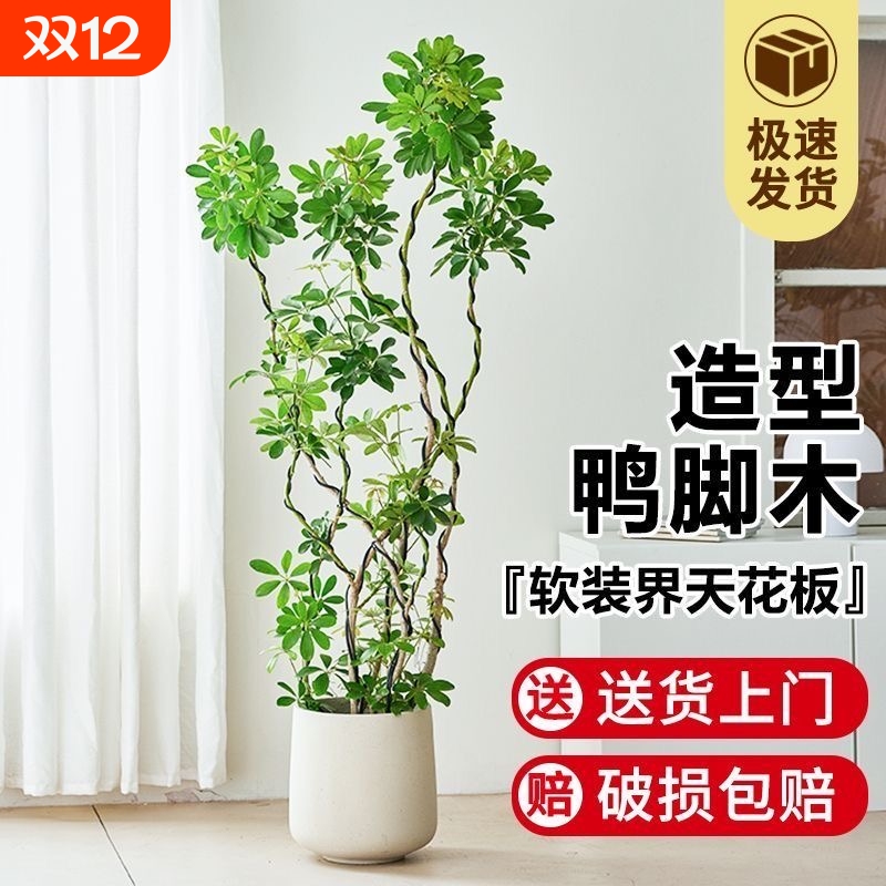 造型鸭脚木客厅大盆栽室内植物鸭掌木八方来财好养鹅掌柴绿植玄关