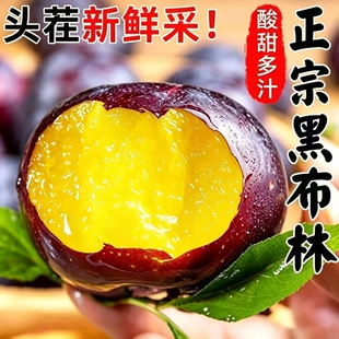 黑布林李子正宗新鲜应季孕妇水果现摘酸甜黑宝石黄肉李子整箱包邮