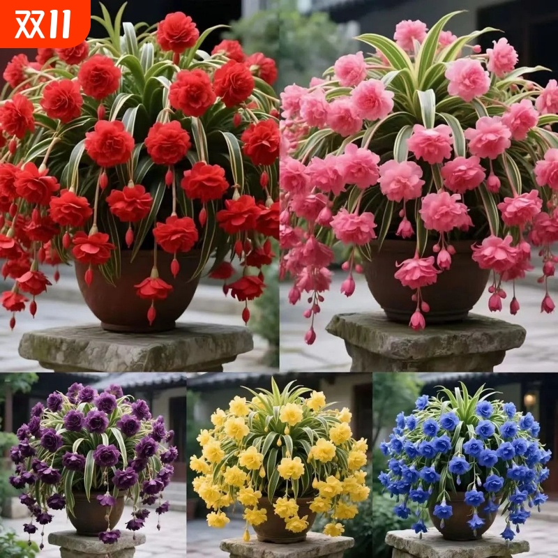 农场直销新品浓香型飘香吊兰绿植花卉四季开花室内室外客厅阳台