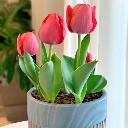 郁金香种球水培花卉绿植盆栽室内外庭院阳台土养耐寒耐热植物土培