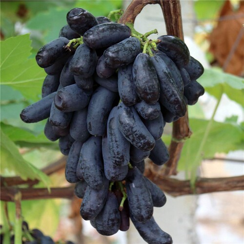 阳光玫瑰葡萄苗嫁接品种当年结果