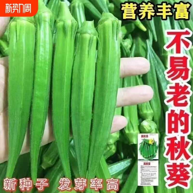 秋葵种子绿秋葵种籽四季播高产黄秋葵籽农家阳台庭院蔬菜种子水果