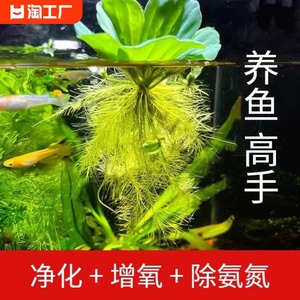 水草植物鱼缸真草造景生态全套摆件水培净化绿植养鱼增氧铺底躲避