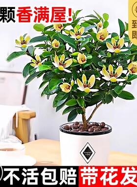 含笑花盆栽树苗带花苞浓香型桂花卉室内外阳台庭院桂花苗四季开花