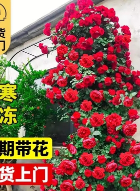 【买一发三】蔷薇花苗藤本月季花苗大花老桩四季开花庭院爬藤植物