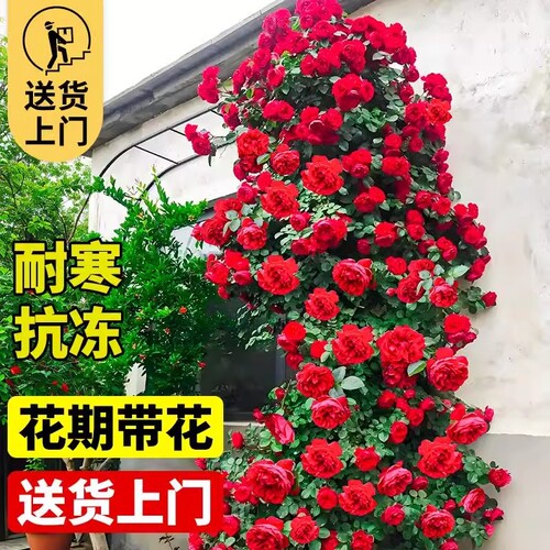 【买一发三】蔷薇花苗藤本月季花苗大花老桩四季开花庭院爬藤植物