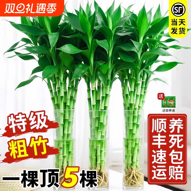 带根水培植物室内绿植客厅盆栽招财粗杆水养特级竹子阳台卧室桌面