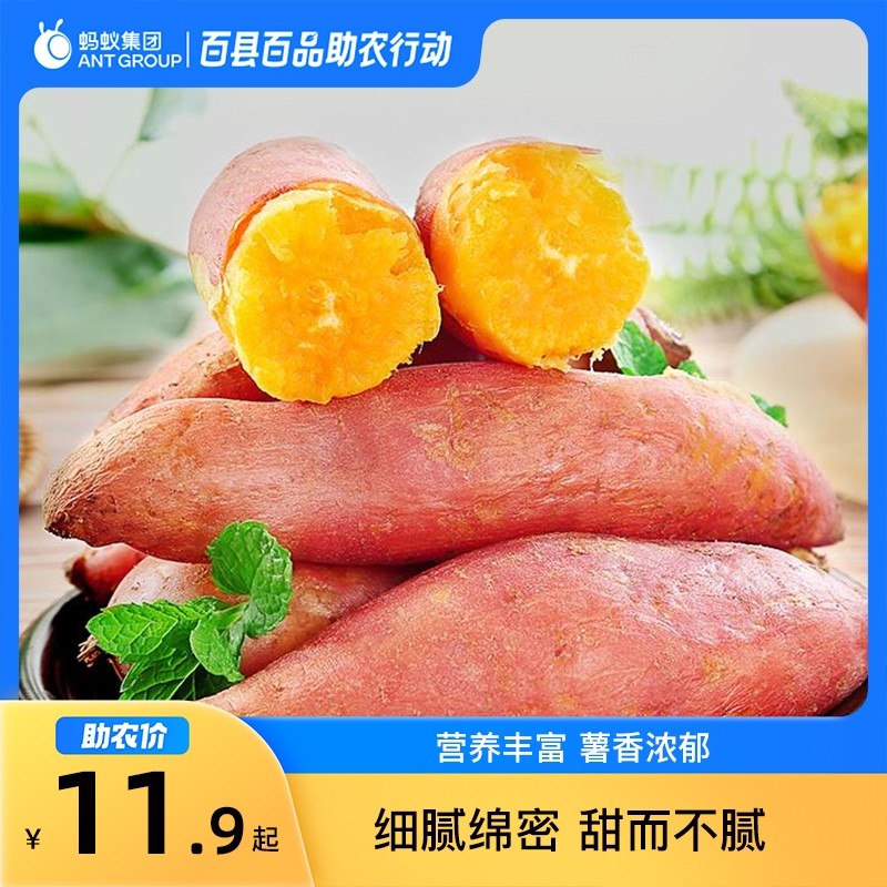 8月百县百品河南现挖板栗薯黄心蜜薯红薯产地2斤起番薯