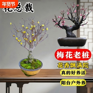 腊梅树苗盆栽梅花苗带花苞耐寒老桩盆景花卉植物庭院冬季原生绿梅