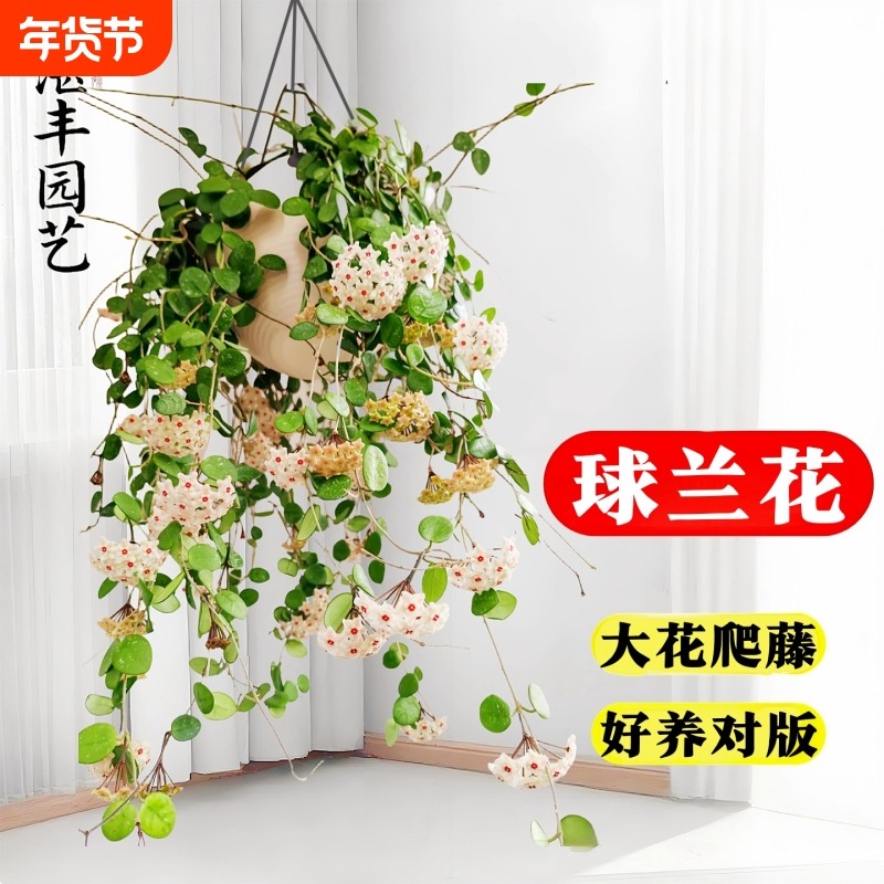 球兰花大苗带花盆栽羊脂玉球兰花贝拉卷心叶攀援爬藤植物好养花卉,鲜花速递/花卉仿真/绿植园艺,时令草本花卉,淘宝优惠券,粉丝福利购,淘宝优惠卷