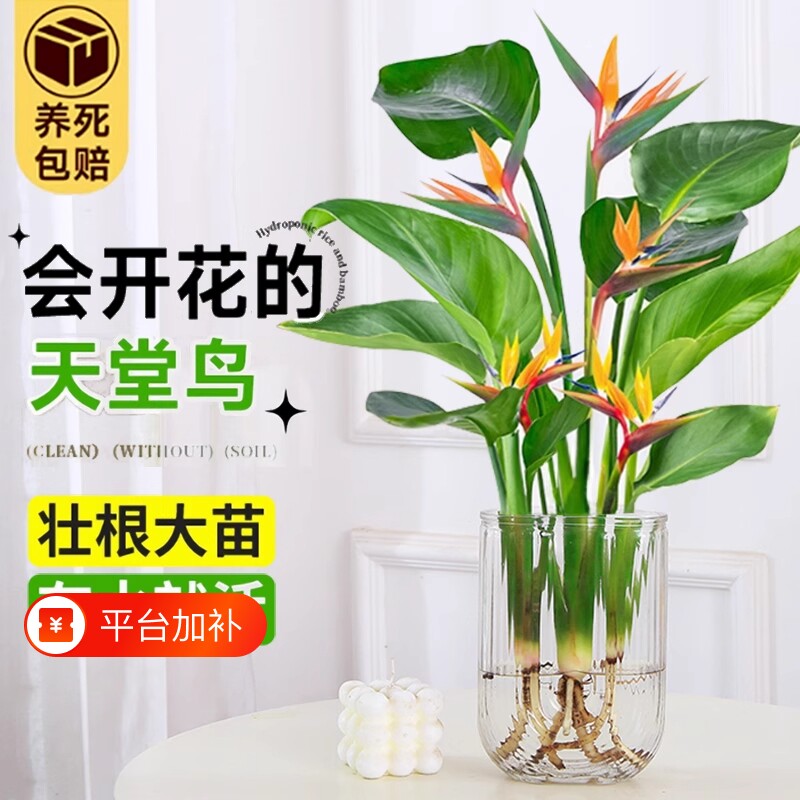 水培天堂鸟盆栽四季常青植物室内绿植好养花卉水养耐阴客厅驱蚊