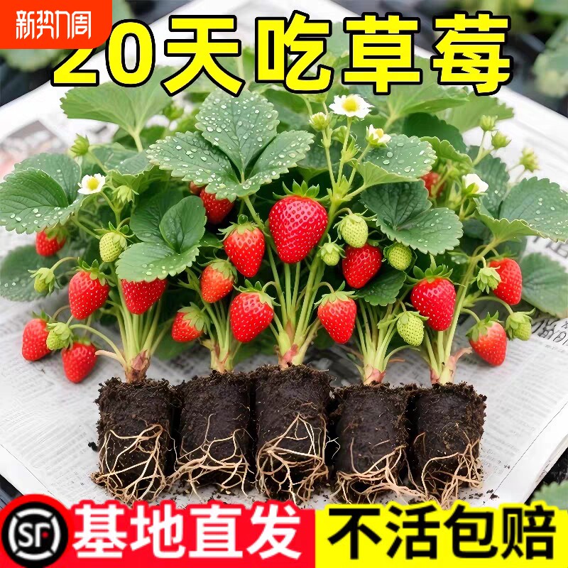 草莓苗秧盆栽四季丹东红颜奶油牛奶大棚种植裸根脱毒秧苗南方批发