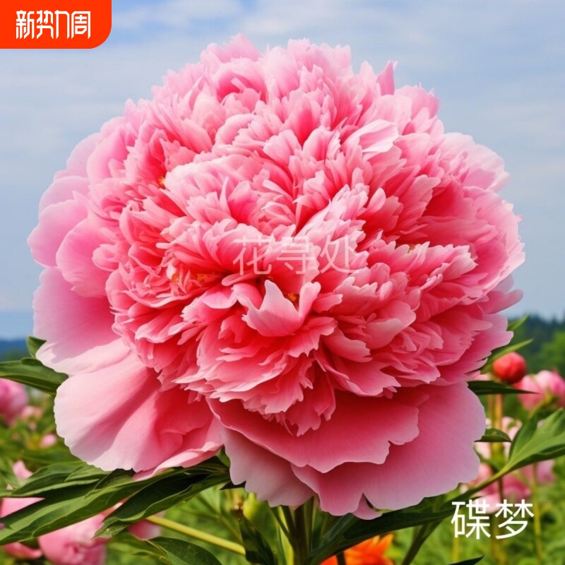 重瓣芍药花带芽根块阳台庭院耐寒四季盆栽花卉春季开花勺药