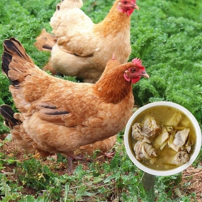 老母鸡正宗三年散样走地鸡炖汤土母鸡黄油炖煲汤整只冷冻皖南包邮