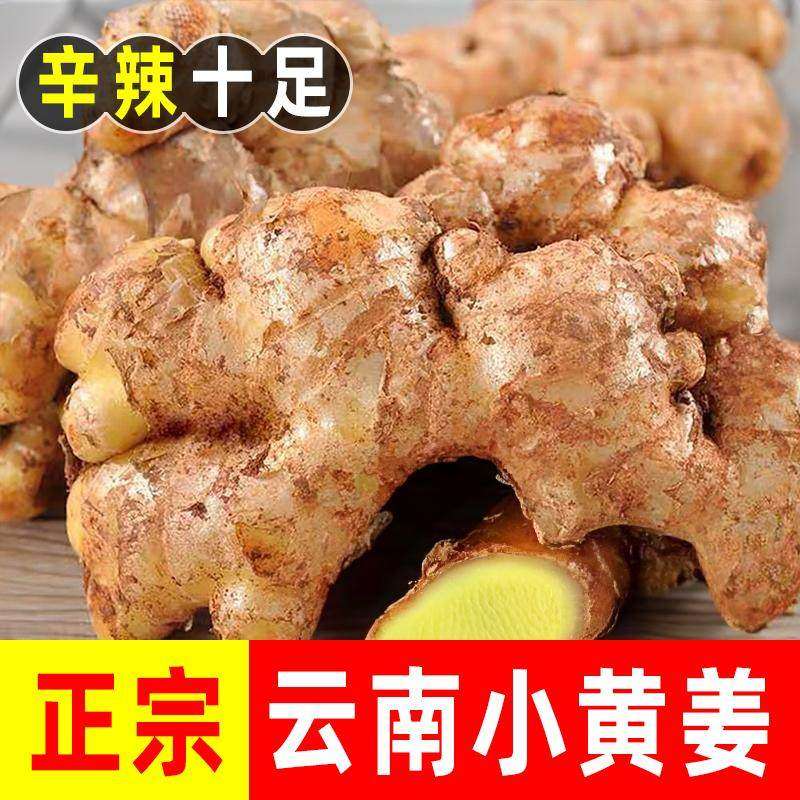 正宗云南小黄姜高山现挖农家新鲜生姜月子姜老姜批发5斤九斤包邮