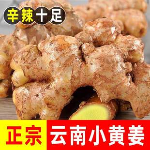 正宗云南小黄姜高山现挖农家新鲜生姜月子姜老姜批发5斤九斤包邮