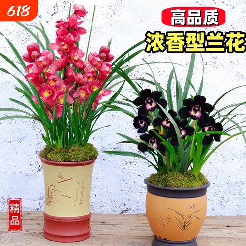 盆栽兰花四季开花客厅阳台浓香