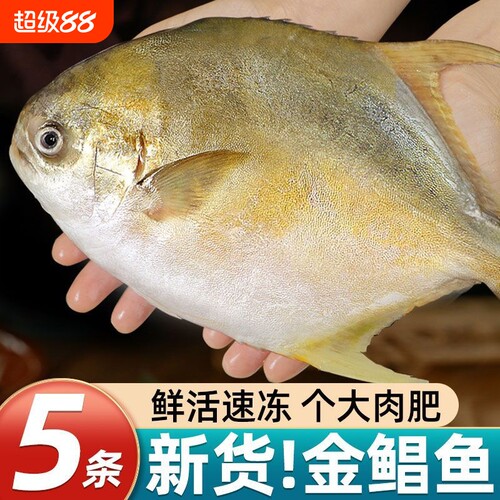 特大号金鲳鱼新鲜活冷冻金昌鱼深海鲳鱼平鱼海鲜水产整条批发鱼肉