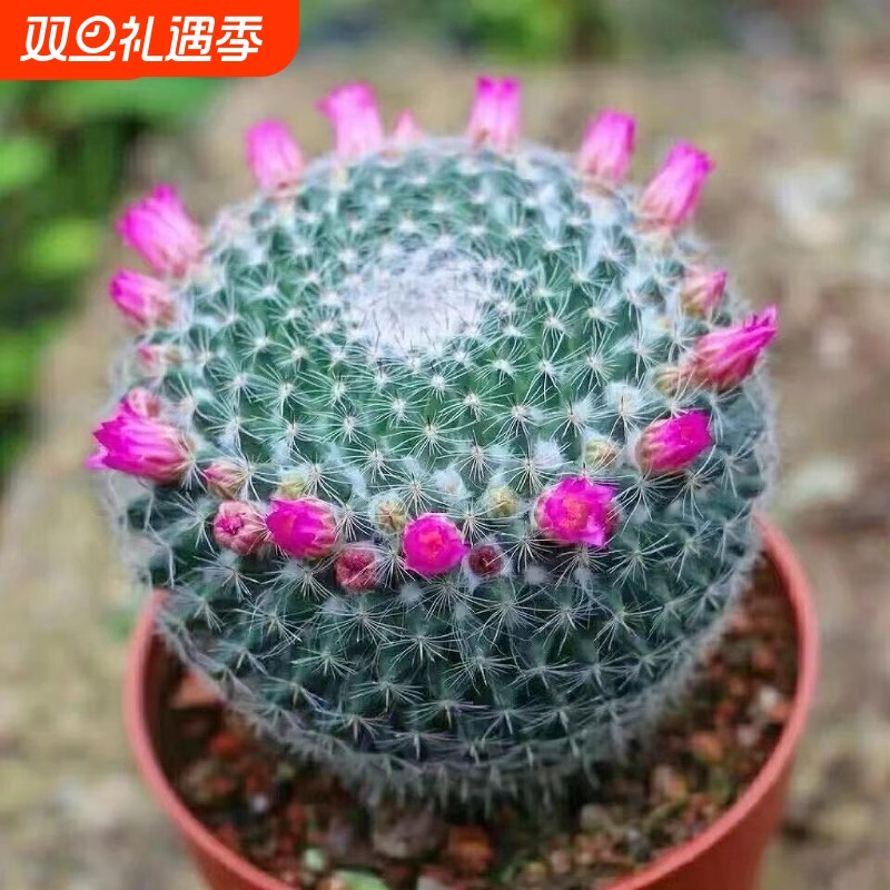 大玉翁仙人球开花室内盆栽防绿植小植物仙人掌多肉万重山阳台精品