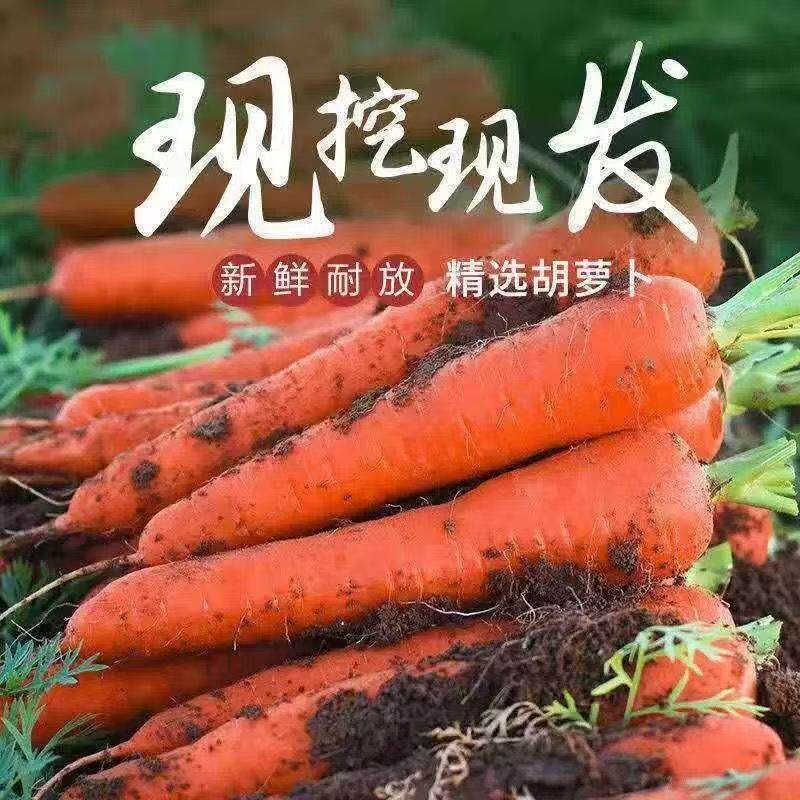 新鲜胡萝卜沙土地蔬菜水果红萝卜现挖农家自种新鲜健康营养蔬菜
