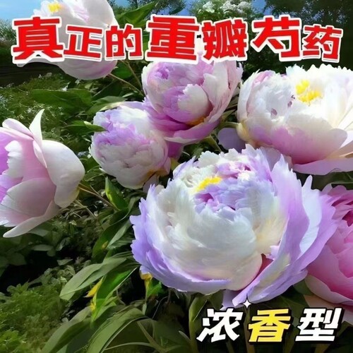 【带芽发货】重瓣芍药花苗浓香花卉正宗观赏芍药牡丹四季开花好养