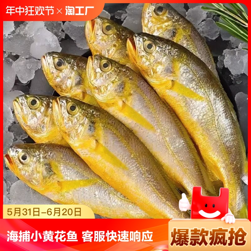 海捕小黄花鱼