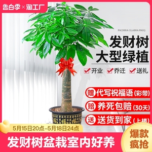 发财树盆栽室内好养大型招财树绿植物客厅办公室开业花卉盆景甲醛