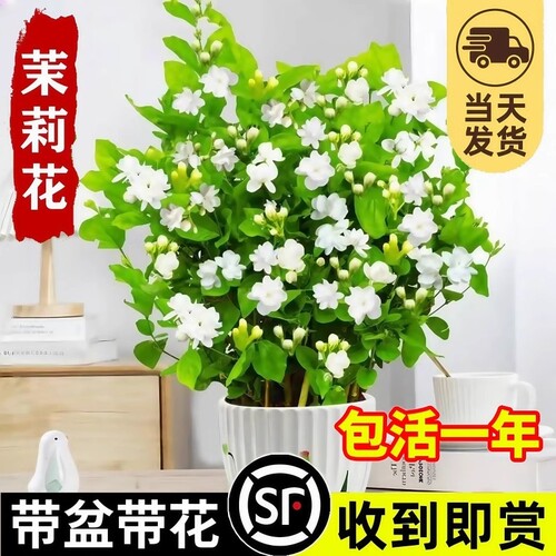 茉莉花盆栽四季开花卉植物室内水培绿植好养活栀子花带花苞九里香