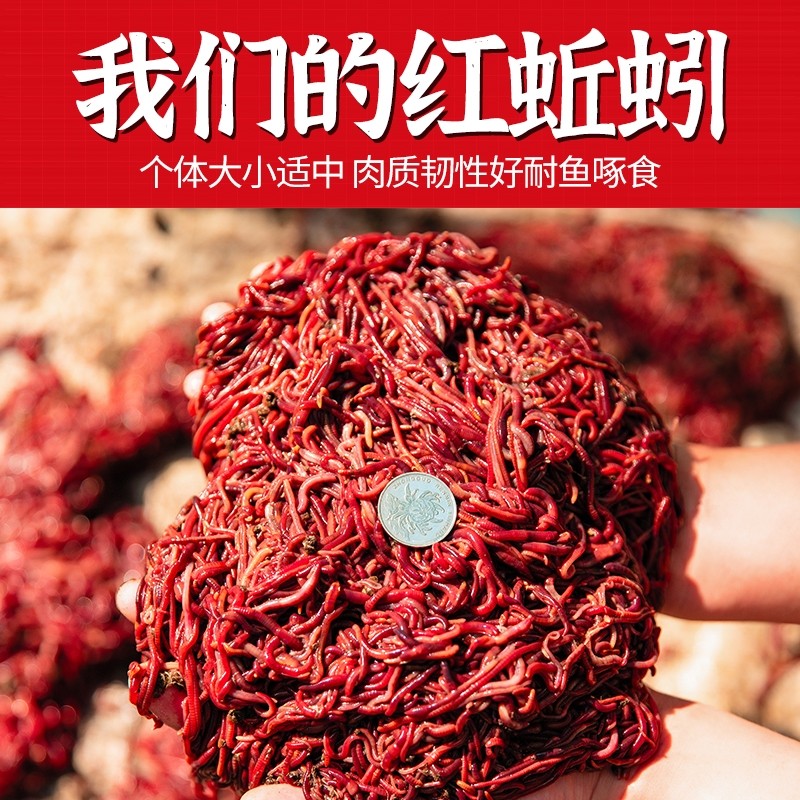 蚯蚓养殖活饵野钓垂钓鲫鱼打窝放生活体包邮大号红蚯蚓盒装种苗