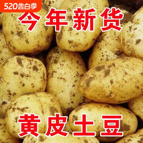 正宗新鲜中土豆5斤黄皮