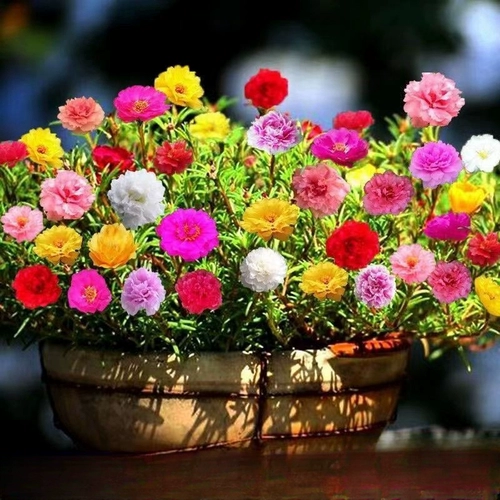 Семена стоматологического лепестка Солнечные цветочные семена Четыре сезона Цветение персидского хризантема -Эзузное внутреннее и открытое двор наблюдал за посадкой балкон