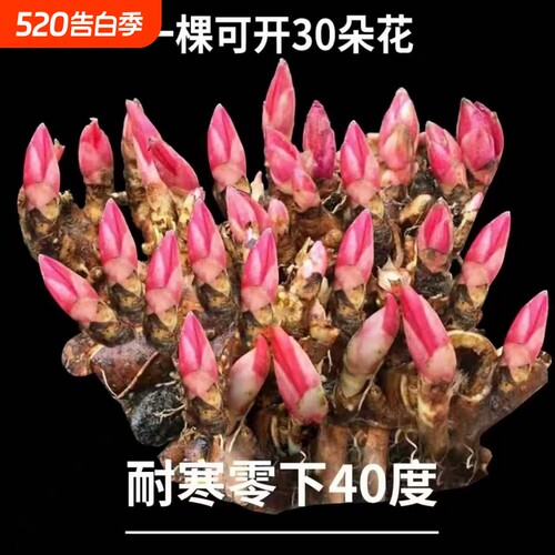 【带芽发货】重瓣芍药花苗浓香花卉正宗观赏芍药牡丹四季开花好养