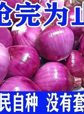 新鲜水果洋葱9斤紫皮圆葱蔬菜